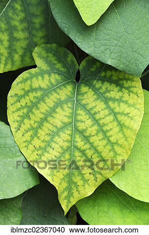 "Leaf of a birthwort, pipevine or Dutchman's pipe (Aristolochia macrophylla)" View Large Photo Image Stock Image - "Leaf of a birthwort, pipevine or Dutchman's pipe (Aristolochia macrophylla)". Fotosearch