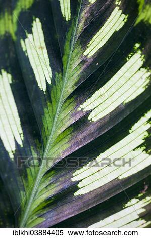 "Leaf of a Calathea (Calathea makoyana), detail, Tropical Botanical Garden, Onomea Bay, Big Island, Hawaii, United States, North America" View Large Photo Image Stock Photography - "Leaf of a Calathea (Calathea makoyana), detail, Tropical Botanical Garden, Onomea Bay, Big Island, Hawaii, United States, North America". Fotosearch