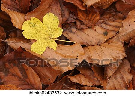 "Leaf of a Field Maple (Acer campestre) on Beech (Fagus sylvatica) leaves, Bad Hersfeld, Hesse, Germany, Europe" View Large Photo Image Stock Image - "Leaf of a Field Maple (Acer campestre) on Beech (Fagus sylvatica) leaves, Bad Hersfeld, Hesse, Germany, Europe". Fotosearch