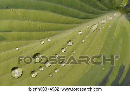 "Leaf of a Plantain Lily (Hosta 'June') with raindrops, Haren, Emsland, Lower Saxony, Germany, Europe" View Large Photo Image Stock Image - "Leaf of a Plantain Lily (Hosta 'June') with raindrops, Haren, Emsland, Lower Saxony, Germany, Europe". Fotosearch