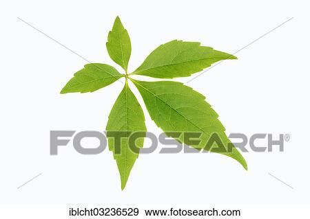 Stock Photo - "Leaf of a Virginia Creeper or Five-leaved Ivy (Parthenocissus quinquefolia), Bergkamen, North Rhine-Westphalia, Germany, Europe". Fotosearch