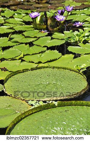 Stock Image - "Leaf of the Victoria water lily (Victoria sp. ), flowers of the blue water lily (Nymphaea sp. ), at back, Botanical Gardens, Erlangen, Middle Franconia, Bavaria, Germany, Europe". Fotosearch