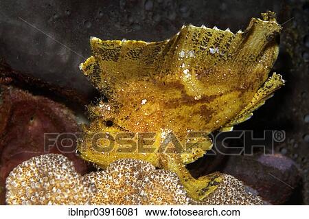 "Leaf Scorpionfish or Paperfish (Taenianotus triacanthus), Great Barrier Reef, UNESCO World Natural Heritage Site, Pacific Ocean, Queensland, Australia, Oceania" View Large Photo Image Stock Image - "Leaf Scorpionfish or Paperfish (Taenianotus triacanthus), Great Barrier Reef, UNESCO World Natural Heritage Site, Pacific Ocean, Queensland, Australia, Oceania". Fotosearch