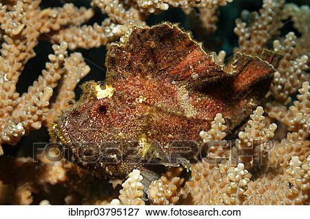 "Leaf Scorpionfish (Taenianotus triacanthus) hiding camouflaged in Acropora Coral (Acropora sp. ), UNESCO World Heritage Site, Great Barrier Reef, Australia, Pacific Ocean, Oceania" View Large Photo Image Stock Photo - "Leaf Scorpionfish (Taenianotus triacanthus) hiding camouflaged in Acropora Coral (Acropora sp. ), UNESCO World Heritage Site, Great Barrier Reef, Australia, Pacific Ocean, Oceania". Fotosearch