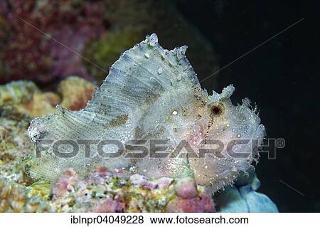 "Leaf scorpionfish (Taenianotus triacanthus), Great Barrier Reef, Pacific, Australia, Oceania" View Large Photo Image Stock Photo - "Leaf scorpionfish (Taenianotus triacanthus), Great Barrier Reef, Pacific, Australia, Oceania". Fotosearch