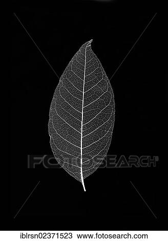 "Leaf skeleton, photogram" View Large Photo Image Stock Image - "Leaf skeleton, photogram". Fotosearch