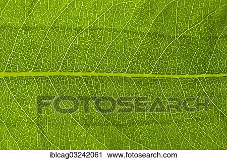 Stock Image - "Leaf structure of a Bistort (Bistorta officinalis) in transmitted light, detail". Fotosearch