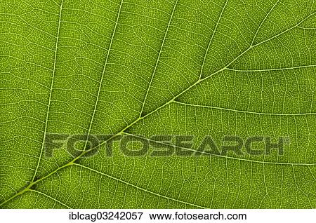 "Leaf structure of a Black Alder (Alnus glutinosa) in transmitted light, detail" View Large Photo Image Stock Photo - "Leaf structure of a Black Alder (Alnus glutinosa) in transmitted light, detail". Fotosearch
