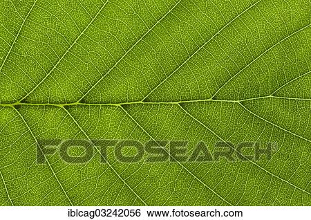 Stock Photograph - "Leaf structure of a Black Alder (Alnus glutinosa) in transmitted light, detail". Fotosearch