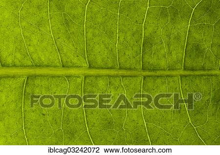 Stock Image - "Leaf structure of a Dandelion (Taraxacum officinale) in transmitted light, detail". Fotosearch