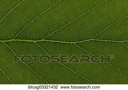 "Leaf structure of a Downy Birch (Betula pubescens), detail, Frankfurt am Main, Hesse, Germany, Europe" View Large Photo Image Stock Image - "Leaf structure of a Downy Birch (Betula pubescens), detail, Frankfurt am Main, Hesse, Germany, Europe". Fotosearch