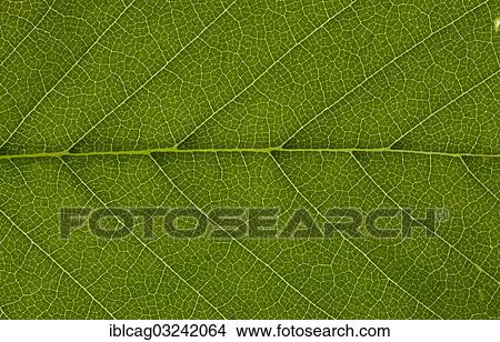 "Leaf structure of a Field Elm (Ulmus carpinifolia) in transmitted light, detail" View Large Photo Image Picture - "Leaf structure of a Field Elm (Ulmus carpinifolia) in transmitted light, detail". Fotosearch