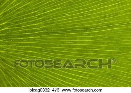 "Leaf structure of a Ginkgo (Ginkgo biloba), detail, Frankfurt am Main, Hesse, Germany, Europe" View Large Photo Image Stock Image - "Leaf structure of a Ginkgo (Ginkgo biloba), detail, Frankfurt am Main, Hesse, Germany, Europe". Fotosearch