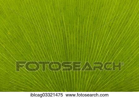 "Leaf structure of a Ginkgo (Ginkgo biloba), detail, Frankfurt am Main, Hesse, Germany, Europe" View Large Photo Image Stock Photography - "Leaf structure of a Ginkgo (Ginkgo biloba), detail, Frankfurt am Main, Hesse, Germany, Europe". Fotosearch