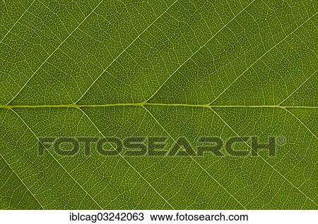 Stock Image - "Leaf structure of a Hornbeam (Carpinus betulus) in transmitted light, detail". Fotosearch