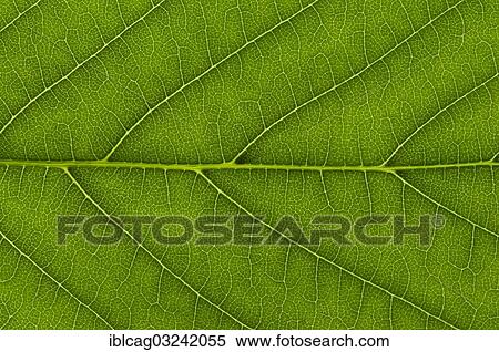 Stock Photography - "Leaf structure of a Horse Chestnut (Aesculus hippocastanum) in transmitted light, detail". Fotosearch