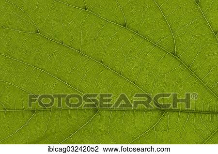 Stock Image - "Leaf structure of a Large-leaved Lime (Tilia platyphyllos) in transmitted light, detail". Fotosearch