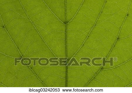 Stock Image - "Leaf structure of a Large-leaved Lime (Tilia platyphyllos) in transmitted light, detail". Fotosearch
