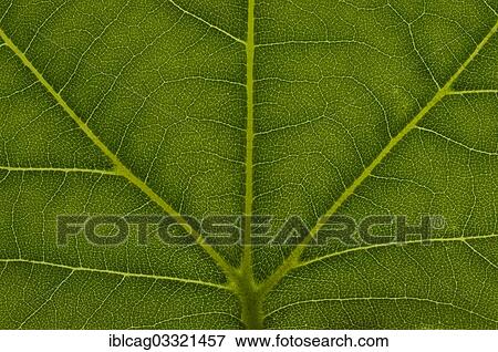 "Leaf structure of a London Planetree, or Hybrid Plane (Platanus x acerifolia), detail, Frankfurt am Main, Hesse, Germany, Europe" View Large Photo Image Stock Photo - "Leaf structure of a London Planetree, or Hybrid Plane (Platanus x acerifolia), detail, Frankfurt am Main, Hesse, Germany, Europe". Fotosearch