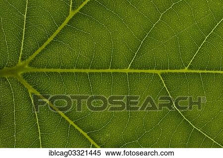 "Leaf structure of a London Planetree, or Hybrid Plane (Platanus x acerifolia), detail, Frankfurt am Main, Hesse, Germany, Europe" View Large Photo Image Stock Photography - "Leaf structure of a London Planetree, or Hybrid Plane (Platanus x acerifolia), detail, Frankfurt am Main, Hesse, Germany, Europe". Fotosearch