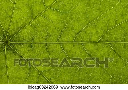 Stock Photo - "Leaf structure of a Maple (Acer) in transmitted light, detail". Fotosearch