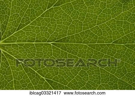 "Leaf structure of a Red-flowering Currant (Ribes sanguineum), detail, Frankfurt am Main, Hesse, Germany, Europe" View Large Photo Image Stock Photo - "Leaf structure of a Red-flowering Currant (Ribes sanguineum), detail, Frankfurt am Main, Hesse, Germany, Europe". Fotosearch