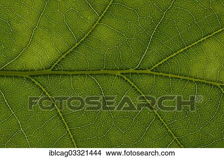 Picture - "Leaf structure of an English Oak (Quercus robur), detail, Frankfurt am Main, Hesse, Germany, Europe". Fotosearch