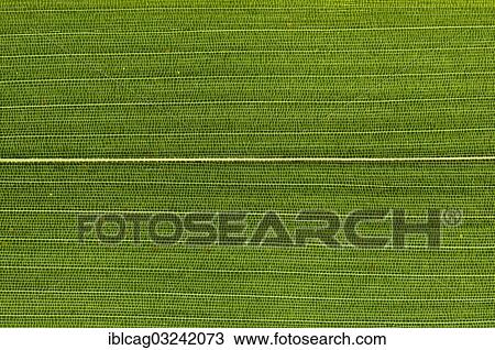 Stock Image - "Leaf structure of Bamboo (Bambuseae) in transmitted light, detail". Fotosearch