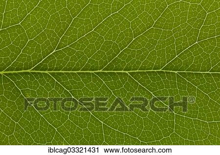 "Leaf structure of Holly (Ilex sp. ), detail, Frankfurt am Main, Hesse, Germany, Europe" View Large Photo Image Stock Image - "Leaf structure of Holly (Ilex sp. ), detail, Frankfurt am Main, Hesse, Germany, Europe". Fotosearch