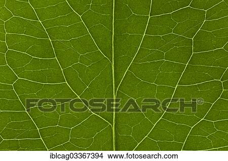 "Leaf structure of the Black Elderberry (Sambucus nigra), detail, Germany, Europe" View Large Photo Image Picture - "Leaf structure of the Black Elderberry (Sambucus nigra), detail, Germany, Europe". Fotosearch