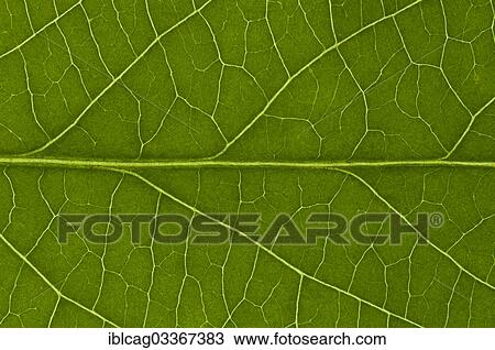Stock Image - "Leaf structure of the Black Elderberry (Sambucus nigra), detail, Germany, Europe". Fotosearch