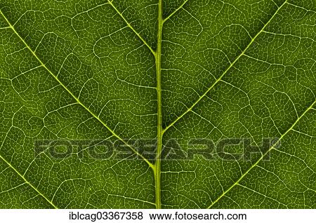 "Leaf structure of the Common Horsechestnut (Aesculus hippocastanum), detail, Germany, Europe" View Large Photo Image Stock Photo - "Leaf structure of the Common Horsechestnut (Aesculus hippocastanum), detail, Germany, Europe". Fotosearch