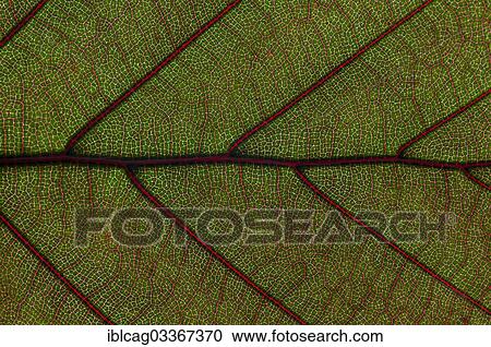 "Leaf structure of the Copper Beech (Fagus sylvatica f. purpurea), detail, Germany, Europe" View Large Photo Image Stock Image - "Leaf structure of the Copper Beech (Fagus sylvatica f. purpurea), detail, Germany, Europe". Fotosearch