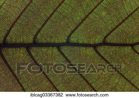 "Leaf structure of the Copper Beech (Fagus sylvatica f. purpurea), detail, Germany, Europe" View Large Photo Image Stock Image - "Leaf structure of the Copper Beech (Fagus sylvatica f. purpurea), detail, Germany, Europe". Fotosearch