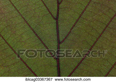 "Leaf structure of the Copper Beech (Fagus sylvatica f. purpurea), detail, Germany, Europe" View Large Photo Image Stock Photo - "Leaf structure of the Copper Beech (Fagus sylvatica f. purpurea), detail, Germany, Europe". Fotosearch