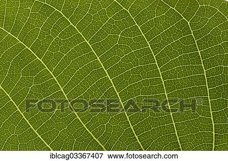 "Leaf structure of the Persian Walnut or Common Walnut (Juglans regia), detail, Germany, Europe" View Large Photo Image Stock Photo - "Leaf structure of the Persian Walnut or Common Walnut (Juglans regia), detail, Germany, Europe". Fotosearch