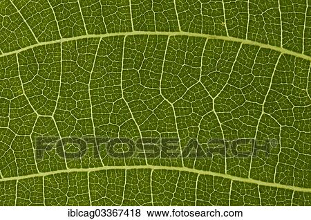 "Leaf structure of the Persian Walnut or Common Walnut (Juglans regia), detail, Germany, Europe" View Large Photo Image Stock Photo - "Leaf structure of the Persian Walnut or Common Walnut (Juglans regia), detail, Germany, Europe". Fotosearch