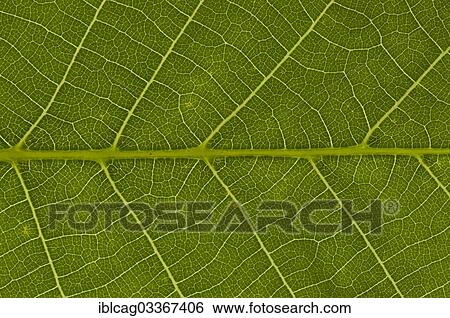 "Leaf structure of the Persian Walnut or Common Walnut (Juglans regia), detail, Germany, Europe" View Large Photo Image Stock Photograph - "Leaf structure of the Persian Walnut or Common Walnut (Juglans regia), detail, Germany, Europe". Fotosearch