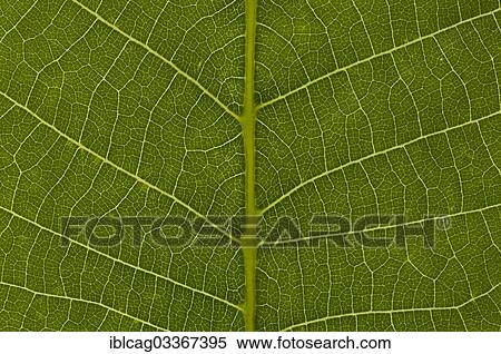 "Leaf structure of the Persian Walnut or Common Walnut (Juglans regia), detail, Germany, Europe" View Large Photo Image Stock Photography - "Leaf structure of the Persian Walnut or Common Walnut (Juglans regia), detail, Germany, Europe". Fotosearch