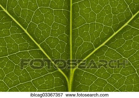 Stock Photo - "Leaf structure of the Tulip Tree (Liriodendron tulipifera), detail, Germany, Europe". Fotosearch