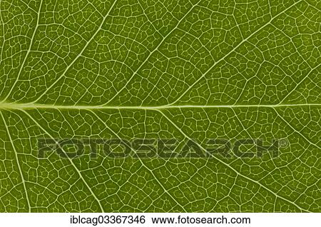 "Leaf structure of the Tulip Tree (Liriodendron tulipifera), detail, Germany, Europe" View Large Photo Image Stock Photograph - "Leaf structure of the Tulip Tree (Liriodendron tulipifera), detail, Germany, Europe". Fotosearch
