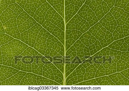 "Leaf structure of the Tulip Tree (Liriodendron tulipifera), detail, Germany, Europe" View Large Photo Image Stock Photography - "Leaf structure of the Tulip Tree (Liriodendron tulipifera), detail, Germany, Europe". Fotosearch