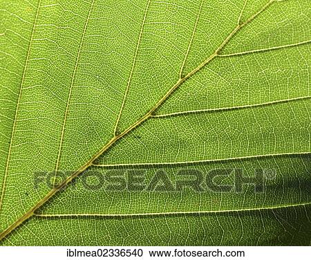 "Leaf veins, leaf of a Common Beech (Fagus sylvatica)" View Large Photo Image Stock Image - "Leaf veins, leaf of a Common Beech (Fagus sylvatica)". Fotosearch