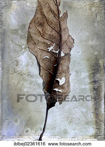 "Leaf, vintage look" View Large Photo Image Stock Photograph - "Leaf, vintage look". Fotosearch