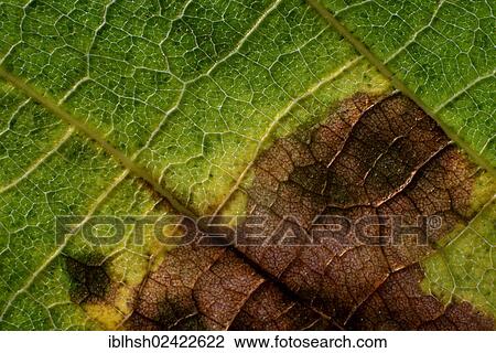Leaf with a brownish discoloration, discernable veins, detail View Large Photo Image Stock Image - Leaf with a brownish discoloration, discernable veins, detail. Fotosearch
