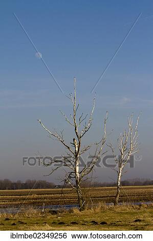 Stock Photograph - "Leafless birch trees against a blue sky, near Braedikow, Havelland region, Brandenburg, Germany, Europe". Fotosearch