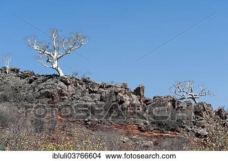 "Leafless tree on a rocky ridge, Kunene Region, Namibia, Africa" View Large Photo Image Picture - "Leafless tree on a rocky ridge, Kunene Region, Namibia, Africa". Fotosearch