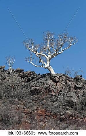 "Leafless tree on a rocky ridge, Kunene Region, Namibia, Africa" View Large Photo Image Stock Photography - "Leafless tree on a rocky ridge, Kunene Region, Namibia, Africa". Fotosearch