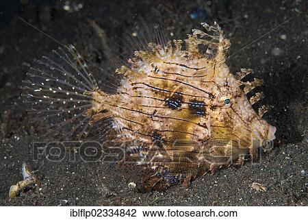 "Leafy Filefish (Chaetodermis penicilligerus), adult, Lembeh Straits, Sulawesi, Sunda Islands, Indonesia, Southeast Asia, Asia" View Large Photo Image Stock Image - "Leafy Filefish (Chaetodermis penicilligerus), adult, Lembeh Straits, Sulawesi, Sunda Islands, Indonesia, Southeast Asia, Asia". Fotosearch