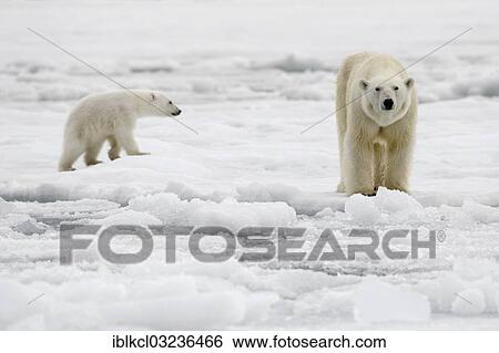 "Lean female Polar Bear (Ursus maritimus) with a lean cub, Bjornesund, Spitsbergen Island, Svalbard Archipelago, Svalbard and Jan Mayen, Norway, Europe" View Large Photo Image Stock Photograph - "Lean female Polar Bear (Ursus maritimus) with a lean cub, Bjornesund, Spitsbergen Island, Svalbard Archipelago, Svalbard and Jan Mayen, Norway, Europe". Fotosearch
